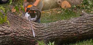 Why Choose Our Tree Removal Services in Orange Park, FL?