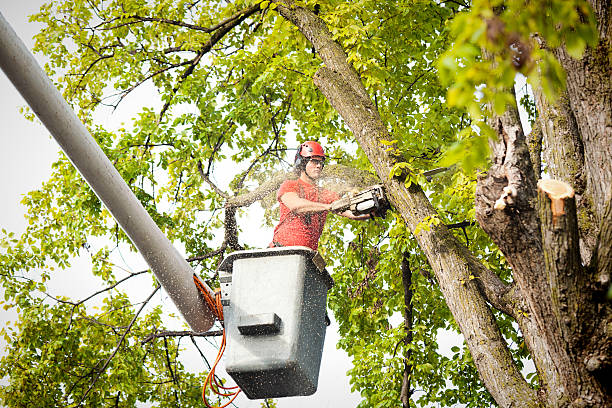 Professional  Tree Services in Orange Park, FL